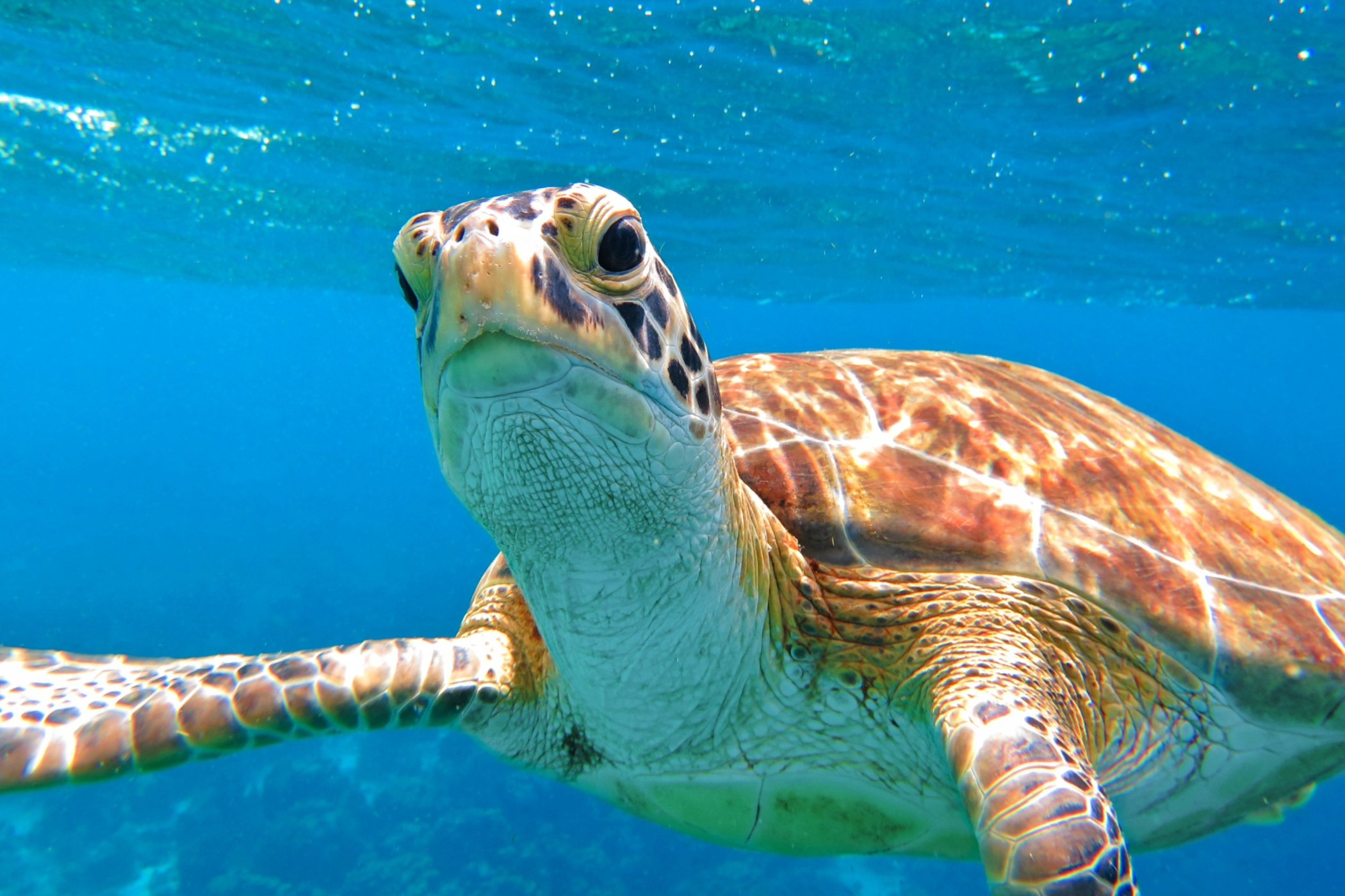 Jak dlouho vydrží pod vodou želva?