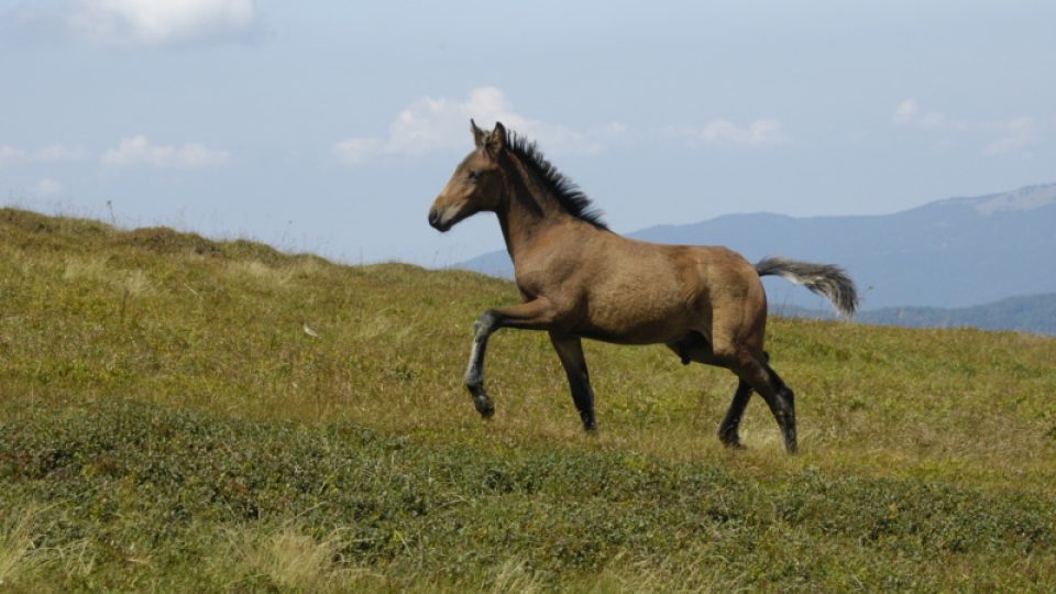 Kůň v rumunském pohoří Ţarcu