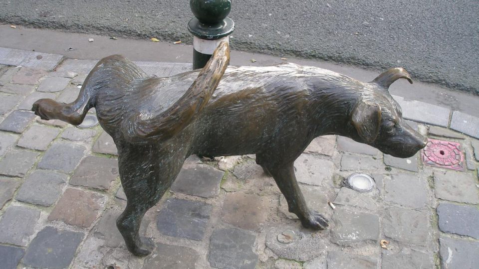 Čurající pes v Bruselu