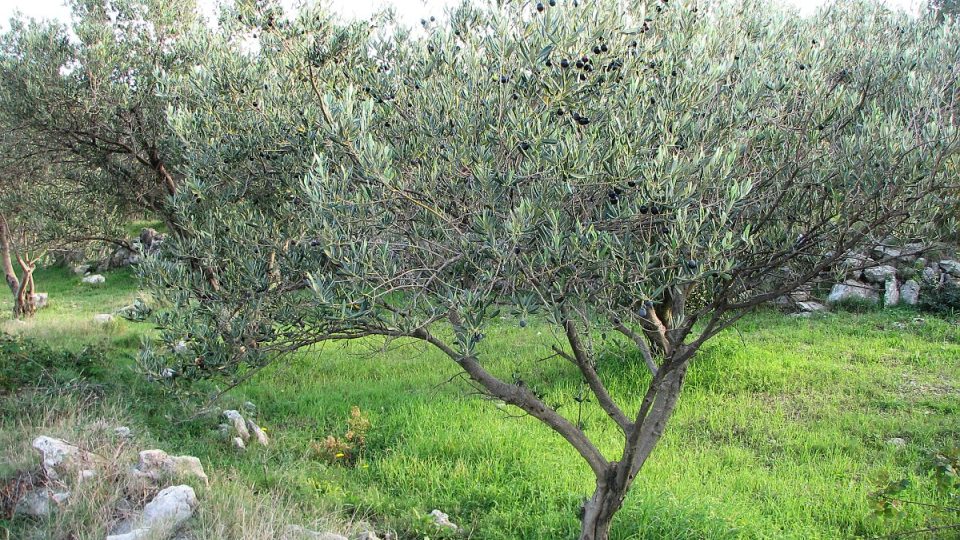 Olivový háj v Dalmácii