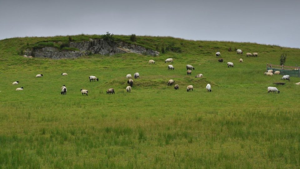 Ovce jsou dalším symbolem Irska