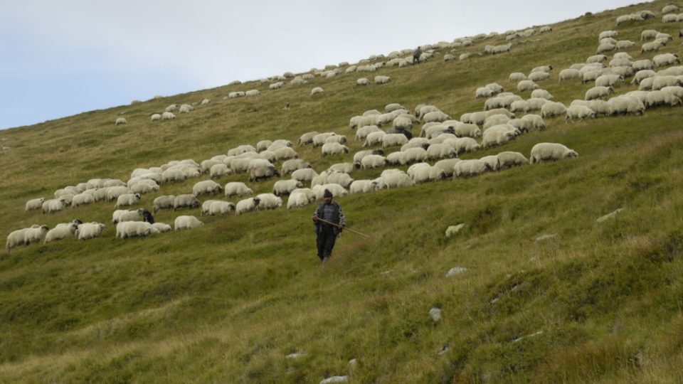 Rumunští pastýři se stádem ovcí na hřebenech Karpat (Munţii Ţarcu)