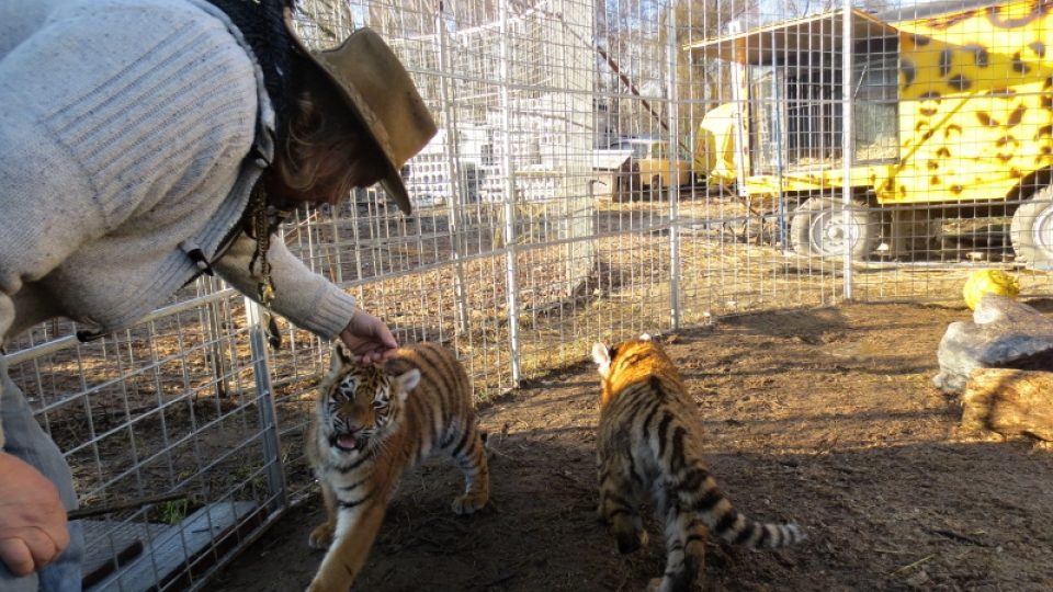 Jaromír Joo si hladí mládě tygra