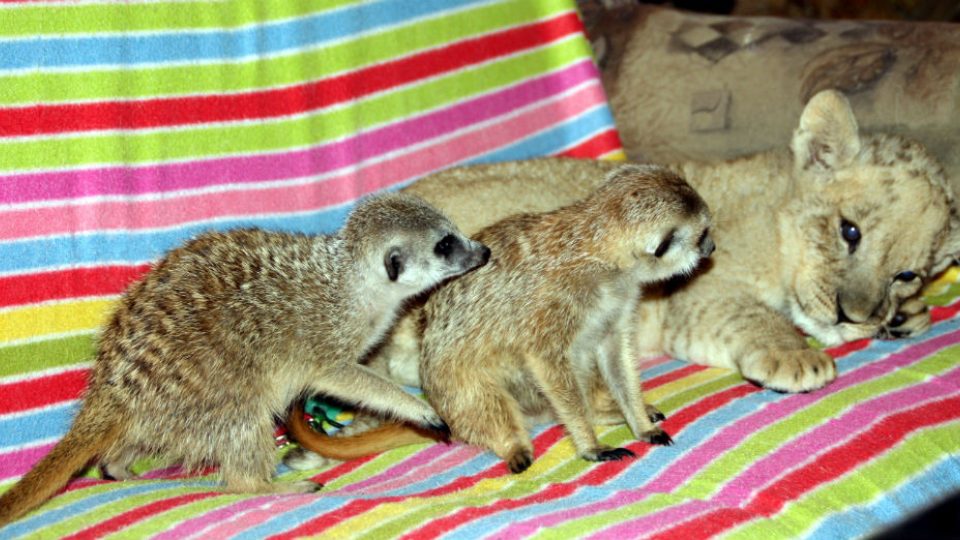 Zvědavé surikaty budí lva Nelsona ze spánku