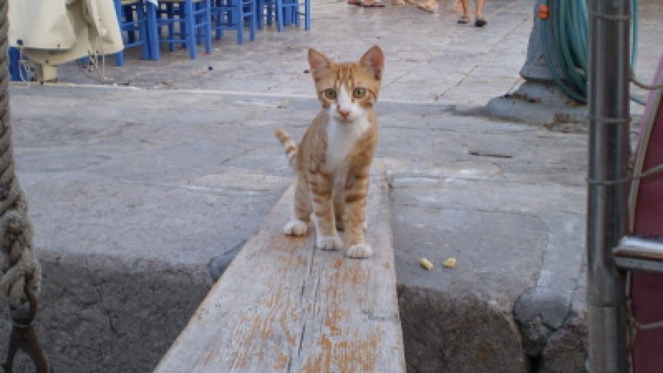 V Řecku mají kočky ráj