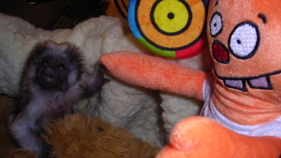 Opička Žofinka se s Ušounem spřátelila