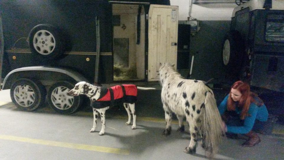 Dalmatin a poník vystupují z vozu v garážích Českého rozhlasu