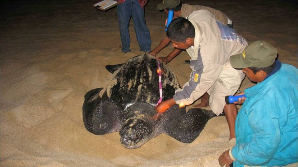 Kožatka velká je největší mořská želva