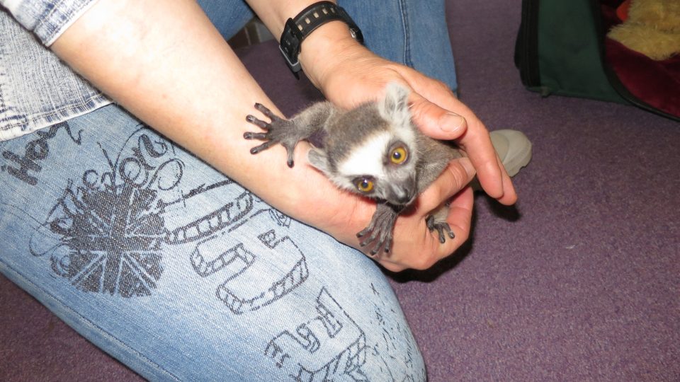 Lemur na návštěvě ve studiu Rádia Junior
