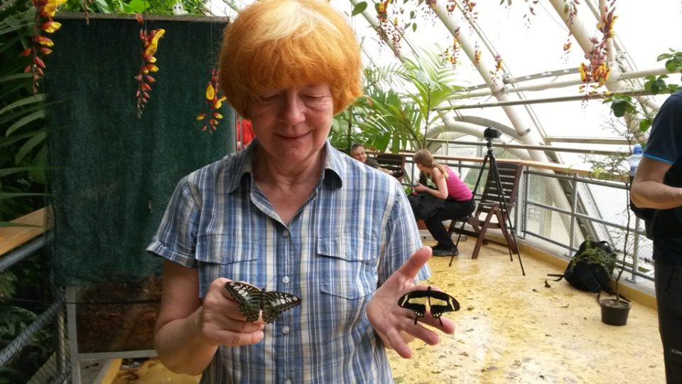 Kurátorka Eva Smržová se o výstavu tropických motýlů stará už několik let