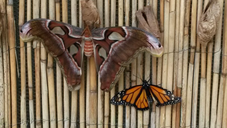 Jeden z největších motýlů světa – martináč a jedovatý monarcha stěhovavý