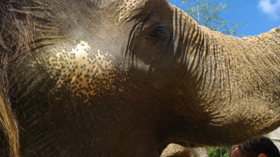 Slonice z Liberce se rády mazlí. U toho si pak „zpívají“
