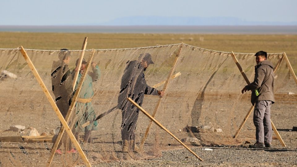Na odchyt sajg mongolských se stavěly osmdesát metrů dlouhé sítě