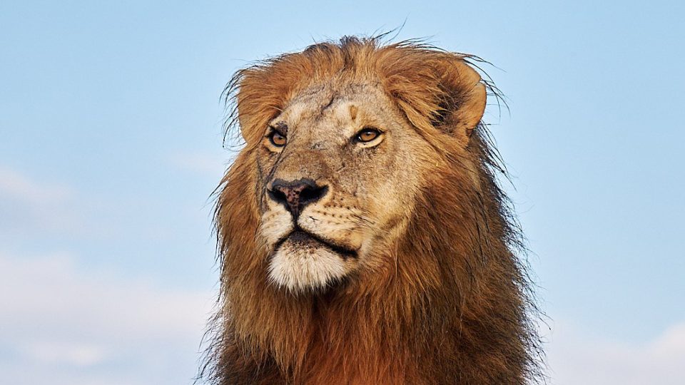 Majestátní portrét lva pustinného