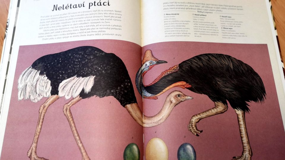 Vyhrajte krásně ilustrovanou knihu od nakladatelství Albatros, nebo plechový hrneček