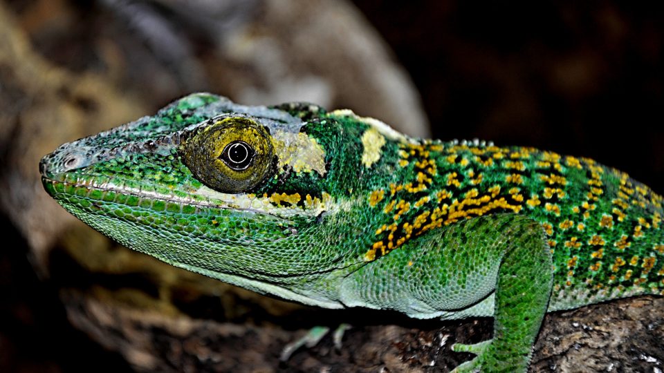 Anolis Nobleův. Karel Kerouš se věnuje i fotografování nejen plazů