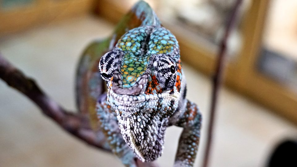 Chameleoni jsou zvláštní i tím, že dokáží hýbat každým okem jinak