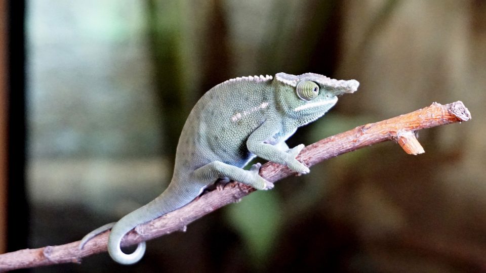 V Zooparku Zájezd mají asi největší druhovou kolekci chameleonů