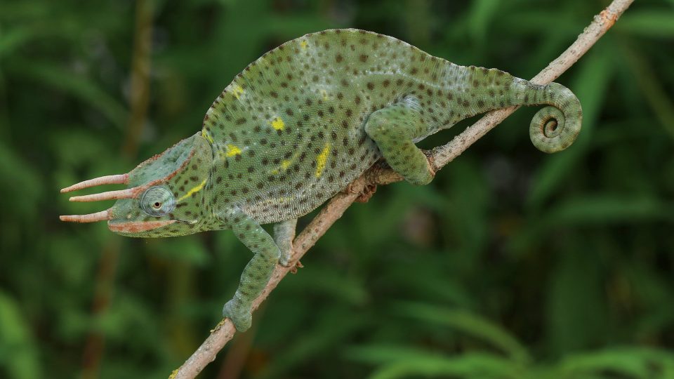 Chameleon deremenský