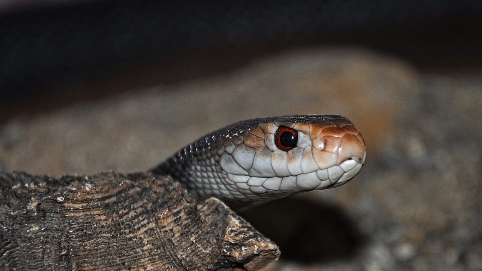 Tajpan velký nejjedovatější suchozemský had světa