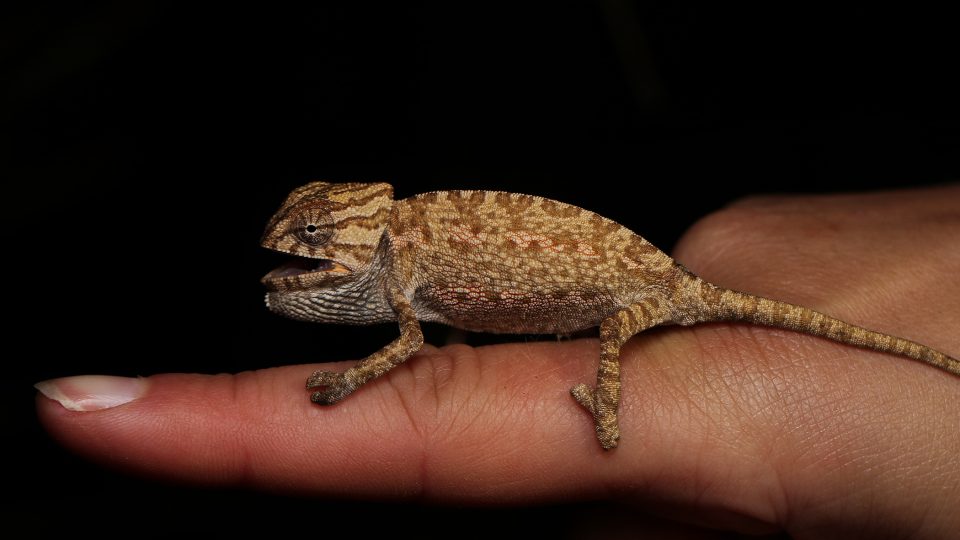 Chameleon obecný ze Španělska