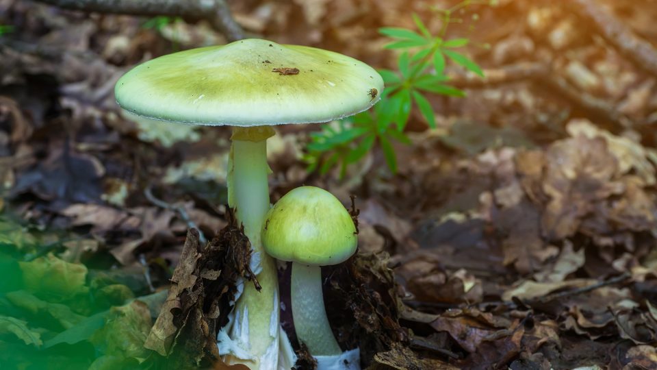 Nejjedovatější houbou u nás je muchomůrka zelená