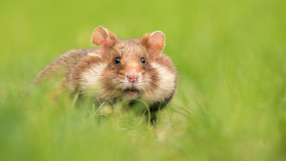 Křeček polní si potravu schovává do kapes ve tvářích