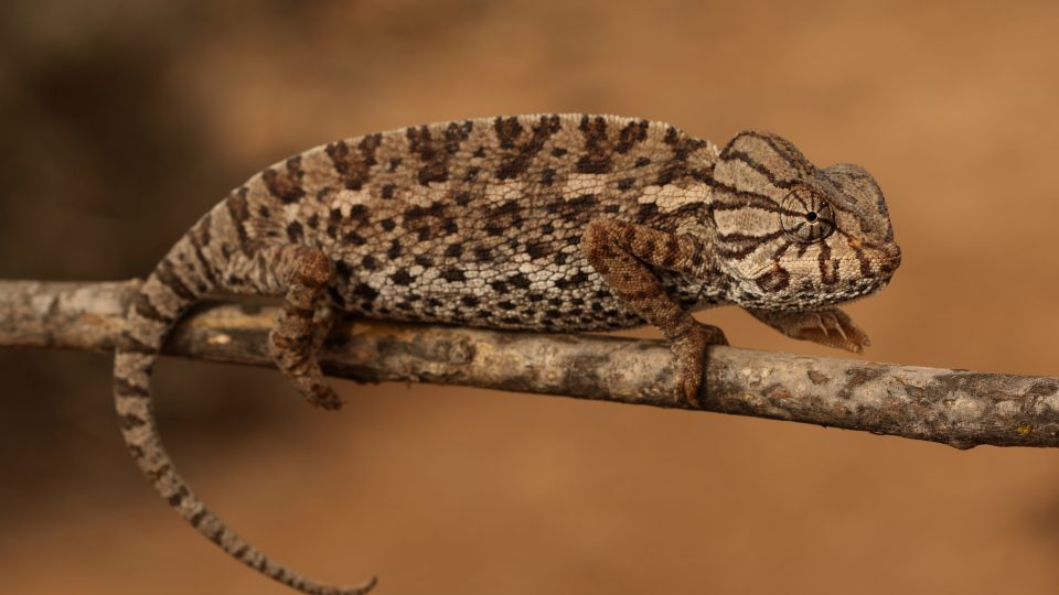 Chameleon obecný z Maroka