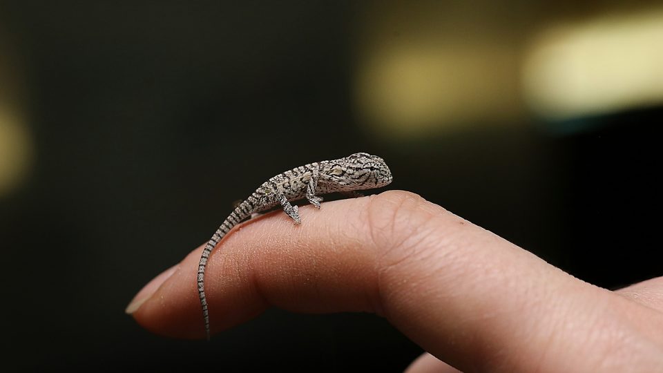 Chameleon kobercový mládě