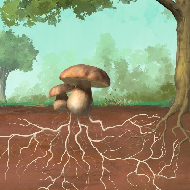 Víte,  co je podhoubí? | foto: Shutterstock