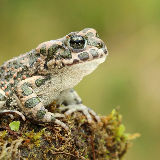 Ropucha zelená | foto: Shutterstock