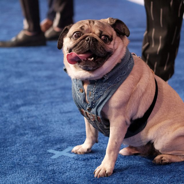 Slavný mops Doug the Pug | foto: Jason Kempin,  Profimedia