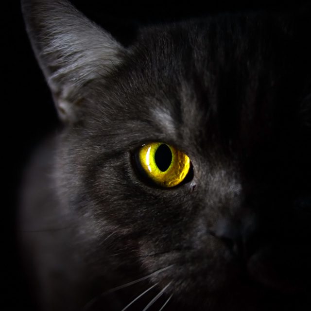 Proč kočkám ve tmě &quot;svítí&quot; oči? | foto: Shutterstock