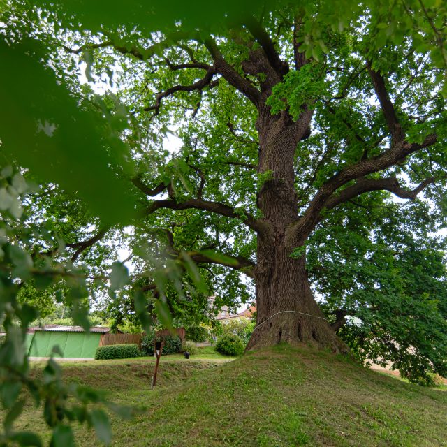 Lukavický dub se stal vítězem ankety Strom roku 2024 | foto: Lucie Mojžíšová,  Strom roku
