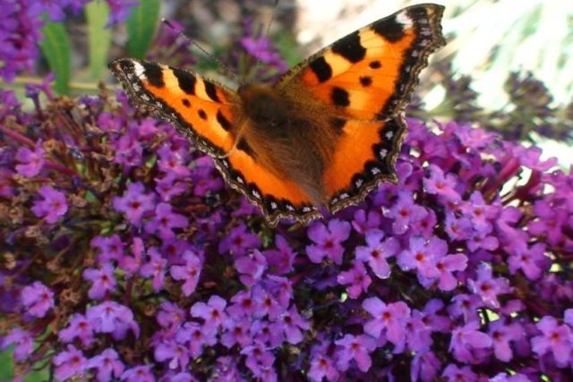 Motýl  (ilustr. foto) | foto: Ludmila Hlavatá