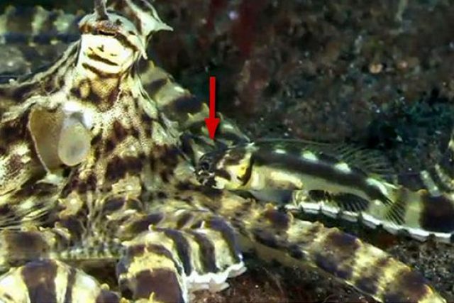 Rybka Stalix histrio se kryje na pozadí chobotnice maskované | foto: Godehard Kopp