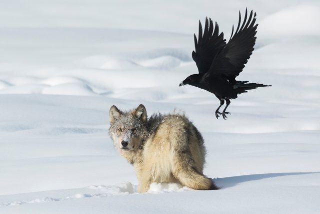 Existuje mezi vlkem a krkavcovitými ptáky přátelství? | foto: Shutterstock