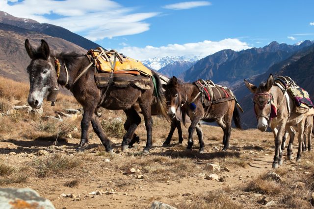 Víte,  jaký je rozdíl mezi mulou,  mezkem a oslem? | foto: Shutterstock