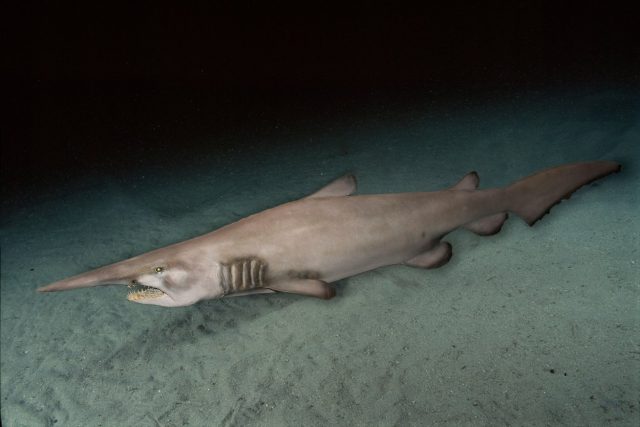 Žralok šotek | foto: Profimedia