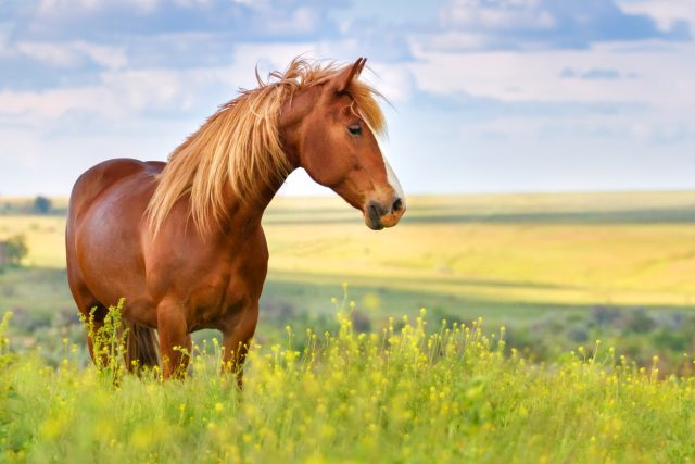 Kdo by nechtěl mít „doma“ koně | foto: Shutterstock