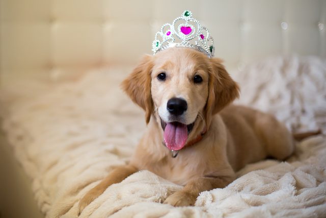 Dokáže vás pes něco zvláštního?  (Ilustrační foto) | foto: Shutterstock