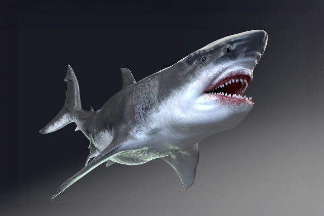 Takhle nějak mohl vypadat vyhynulý žralok megalodon  (počítačová rekonstrukce) | foto: Shutterstock