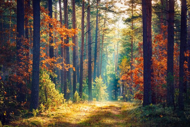 Hurá do lesa | foto: Shutterstock