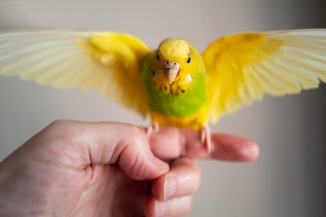 Andulka je chytrý a zvídavý papoušek | foto: Shutterstock
