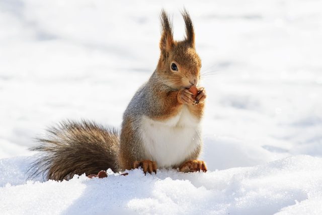 K čemu je zvířátkům dobý sníh? | foto: Shutterstock