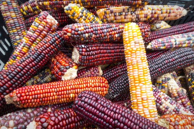 Kukuřice nemusí být jenom žlutá | foto: Shutterstock