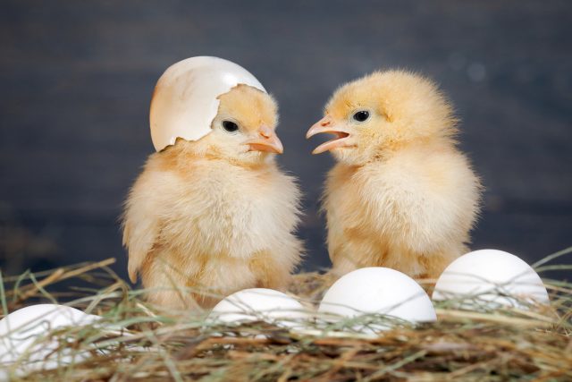 Jak se z vejce stane kuřátko? | foto: Shutterstock