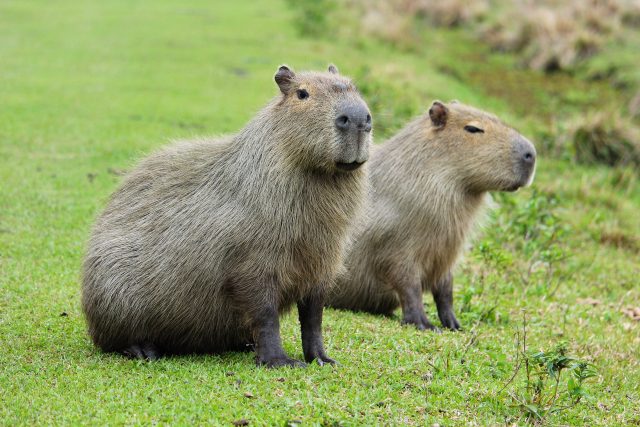 Kapybara je největší hlodavec na světě | foto: Shutterstock