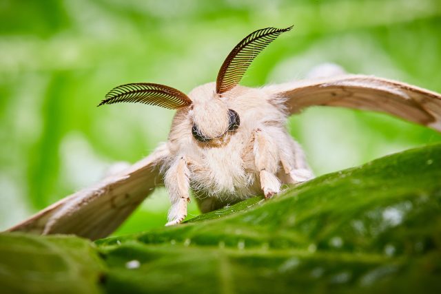 Bourec morušový je roztomilý motýl | foto: Shutterstock