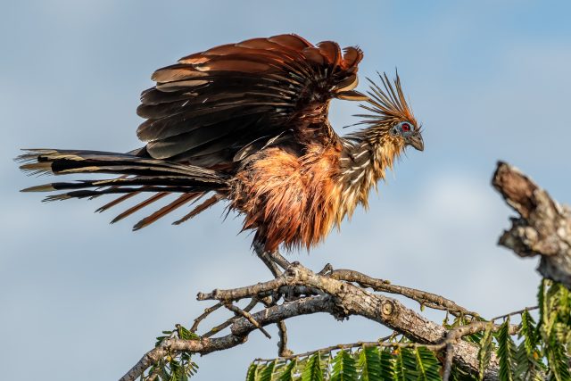 Smrdutý pták haocin | foto: Shutterstock